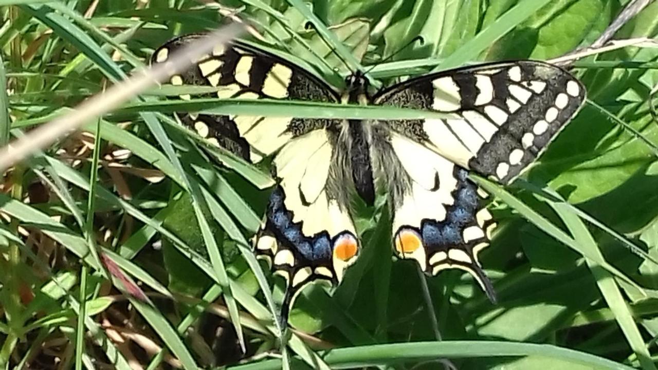 Willa Les Papillons Vrolle Zewnętrze zdjęcie